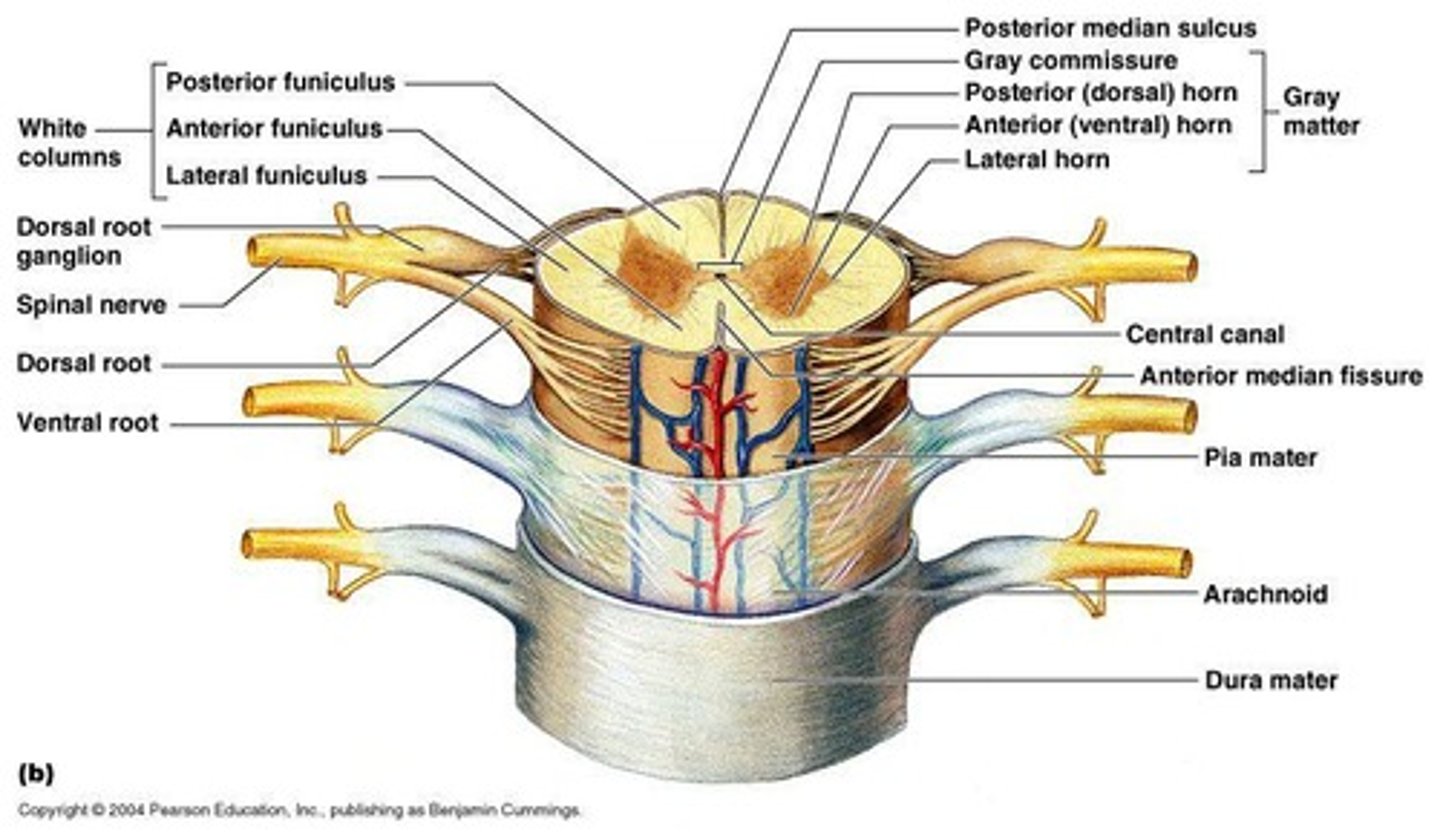 <p>Primary communication pathway between the brain and the rest of the body, made up of nerve tissue that carries messages allowing for movement and sensation.</p>