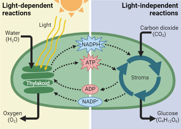 <p>Light energy is converted to chemical energy in carbon compounds through photosynthesis. </p><p>This process of photosynthesis requires inorganic molecules (CO<sub>2</sub> and H<sub>2</sub>O) in the presence of sunlight to synthesize them into organic compounds (glucose). It requires chlorophyll. </p>