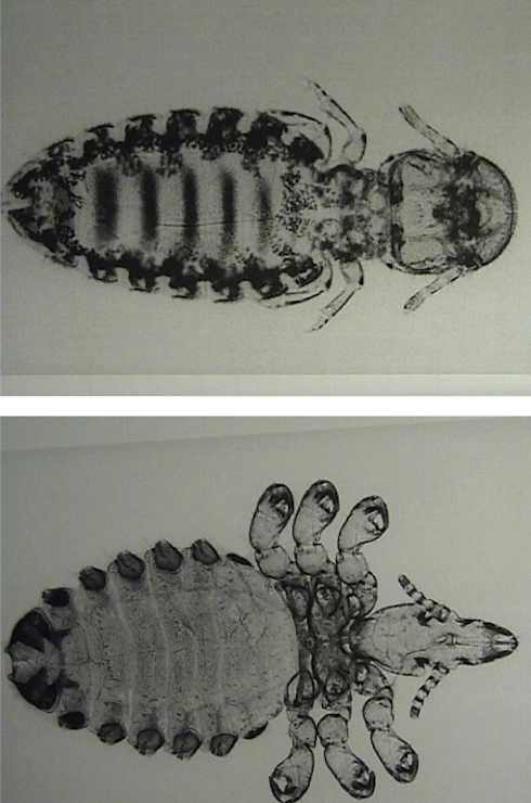 <p><em>Damalinia equi</em> (biting) and <em>Haematopinus equi</em> (sucking) lice; common in winter. Signs – pruritus, rubbing, dull coat. <strong>Treat:</strong> ivermectin 200 µg/kg PO q2 wk ×3 or topical eprinomectin weekly ×4 ± pyrethrin sprays. Clean tack and treat all horses.</p>