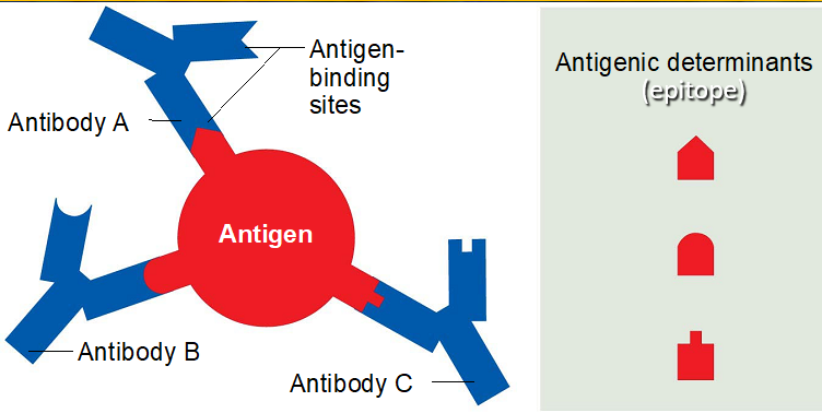 <p>Something that elicits an adaptive immune response (<strong><u>immunogenicity</u></strong>) </p>