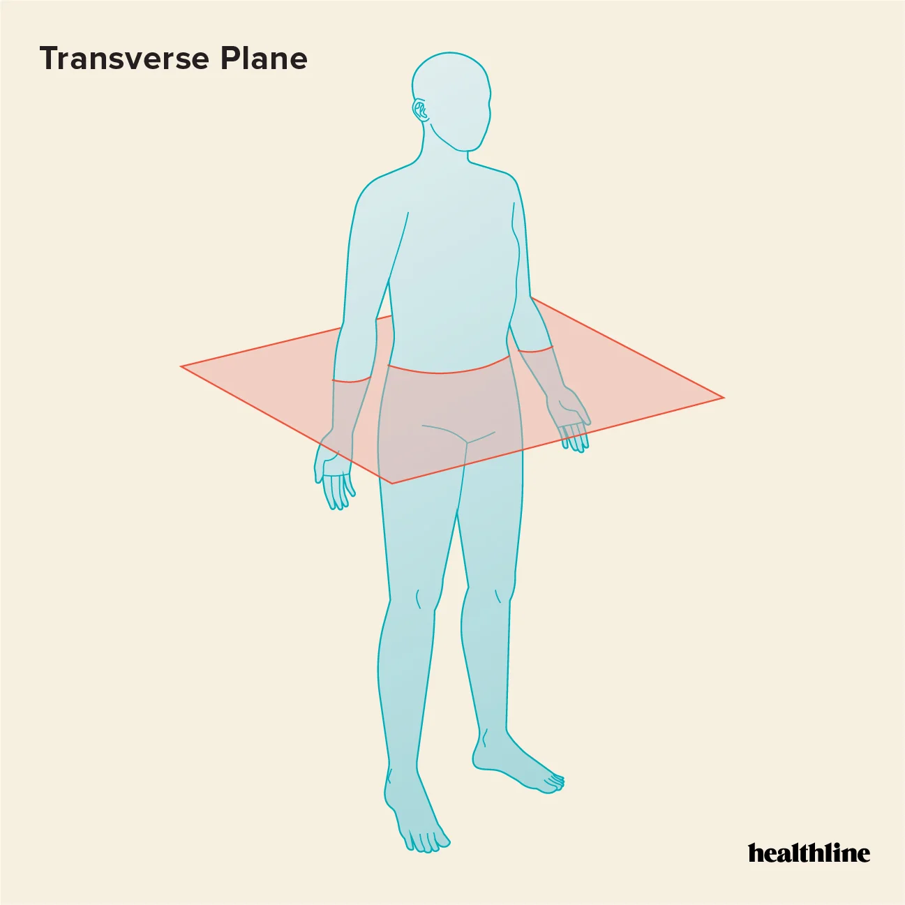 <p>A body plane that divides the body into upper and lower portions, also known as a cross section.</p>