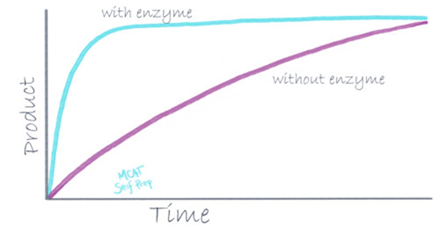 <p>(C) Increase the rate of a reaction.</p><p>An enzymes primary role is to increase the rate of a reaction. This is often done via increasing the stability of intermediates in the reaction.</p>