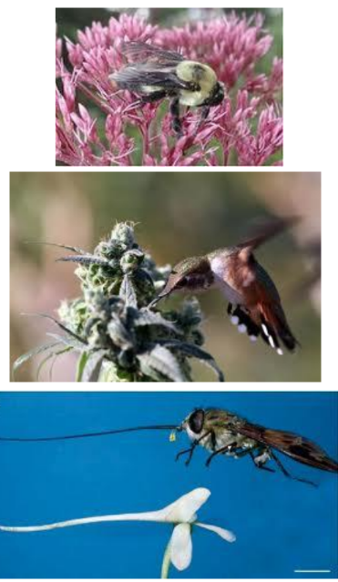 <p>a process in which <strong>one species evolves</strong> in <u><strong>response</strong></u> to the <u>evolution of another species.</u></p><p><strong>(Birds and flowers)</strong></p><p> For example, the Madagascar long- spurred orchid is pollinated by a hawk  moth whose tongue is about 30 cm long. Natural selection has favoured longer tubes containing the nectar in the orchid to require the months spending more time at the flower, making them more likely to pick up pollen. In turn, natural selection has favoured moths with a long enough tongue to reach the nectar.</p>