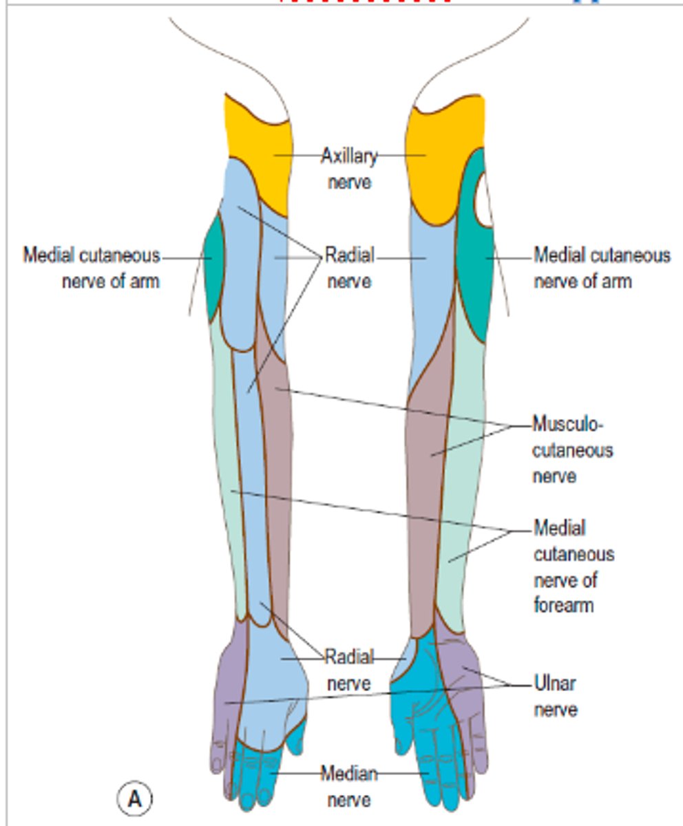 <p>1. Musculocutaneous nerve</p><p>2. Median nerve</p><p>3. Ulnar nerve</p><p>4. Radial nerve</p>