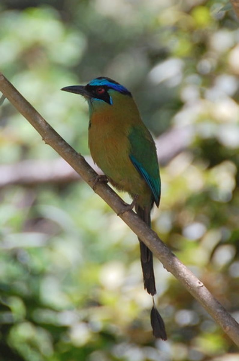 <p>Coraciiformes Momotidae</p>