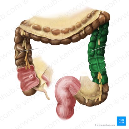 <p>Travels downward along the left side of the abdomen.</p>