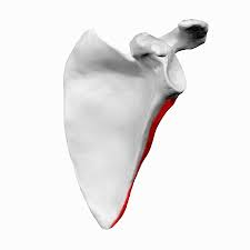 <p>name this bone or bone marking</p>