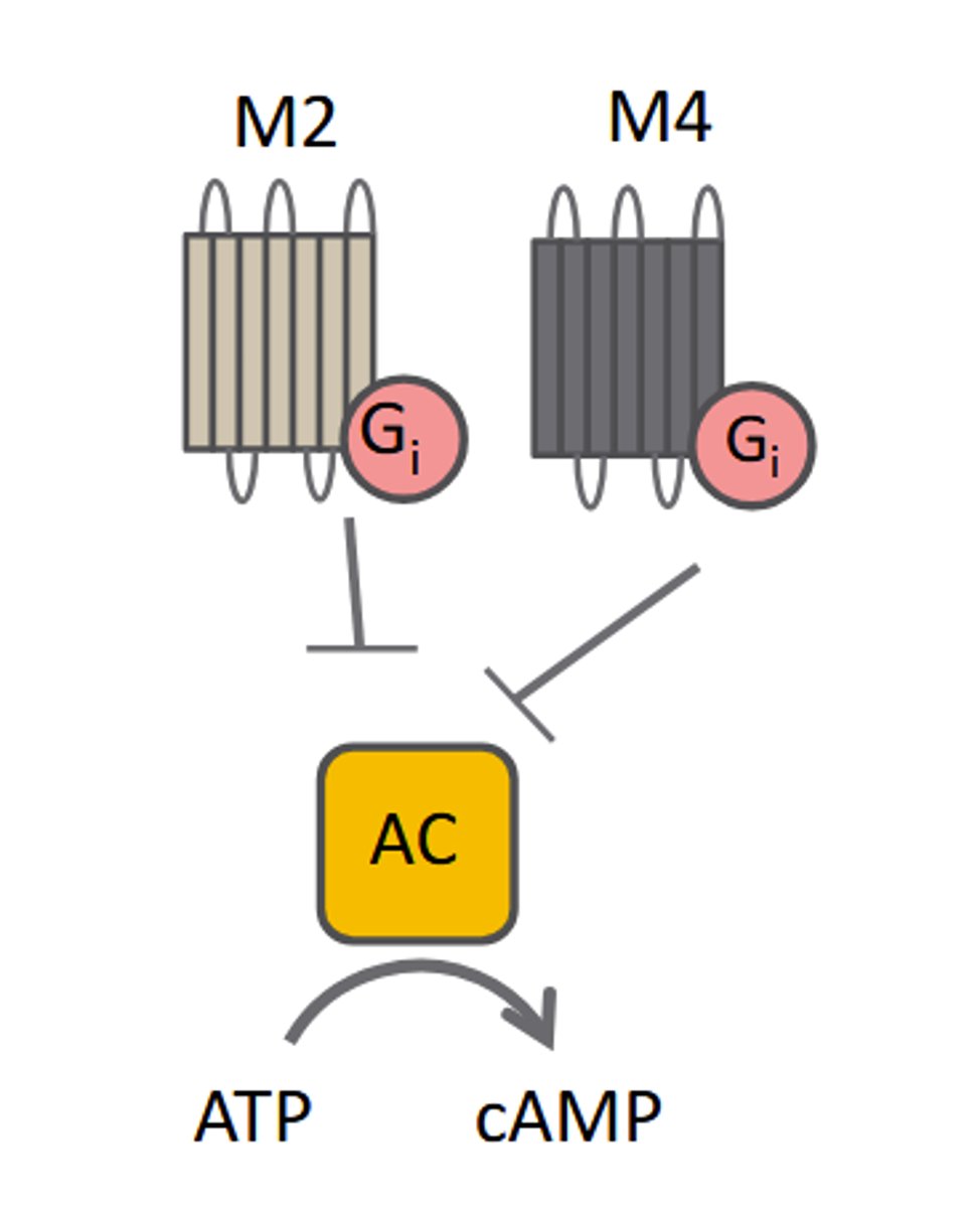 <p>M 2: Inhibitory: Gi-linked: ↓AC, ↓cAMP</p>