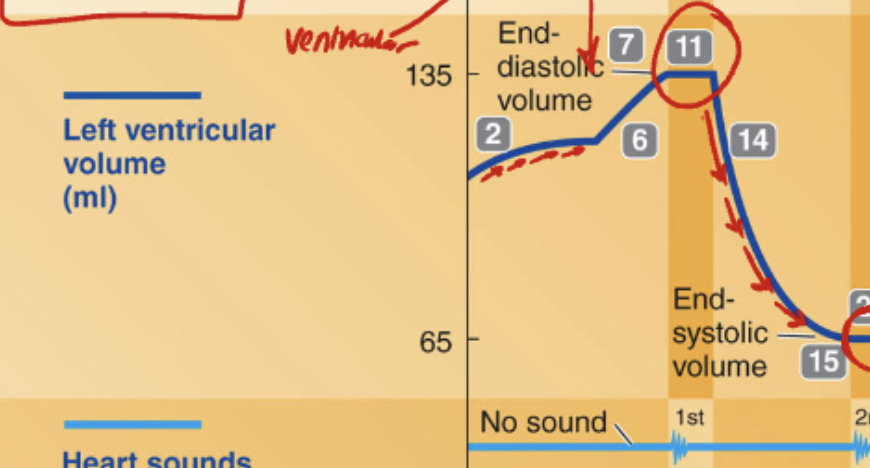 <p><strong>What is occurring between Point 11 and Point 15 on the ventricular volume curve?</strong><br>A. Ventricles are filling with blood<br>B. Ventricular pressure is decreasing<br>C. Blood is being ejected from the ventricles<br>D. Atrial contraction is pushing blood into the ventricle</p>