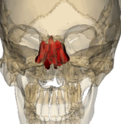 <p>contributes to the anterior cranial fossa; forms part of the nasal septum and the nasal cavity; contributes to the medial wall of orbit</p>