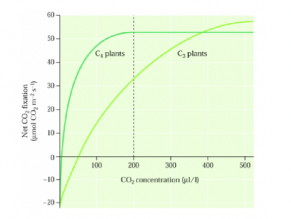 C4 species have high optimum temperatures for photosynthesis, sometimes exceeding 40 C.

C3 don’t have storage compartments to store CO2. C3 plants don’t do very well in these environments b/c will lose water vapour when stomates open which can result in increased photorespiration. 

\
C4 stores CO2 as malic acid → doesn’t need to open stomates so often.  The high affinity of PEP carboxylase allows C4 species to maintain rapid photosynthesis when stomates are partly closed.