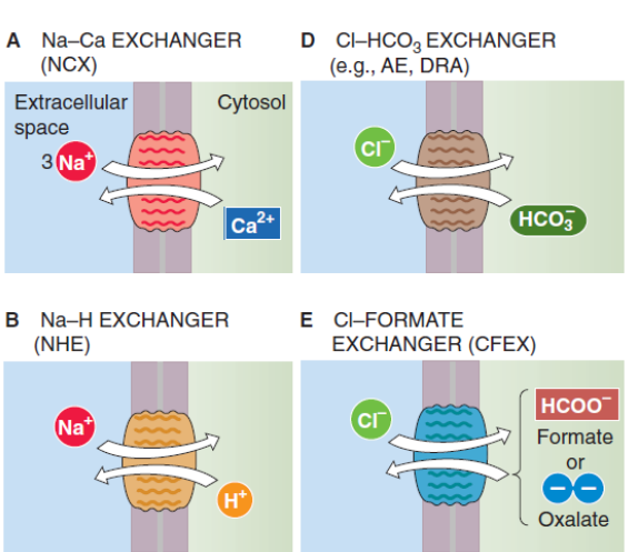 <ul><li><p>secondary active transporters</p></li><li><p>utilise the concentration gradient to transport a different ion to the opposite direction</p></li><li><p>e.g. in one cycle, Na-Ca exchanger transports 3 Na+ ions to the inside of the cell and one Ca2+ ion to the outside of the cell</p></li></ul><p></p>