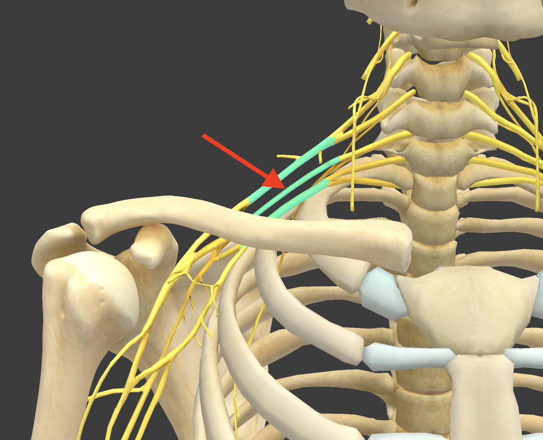 <p>What structure is shown?</p>