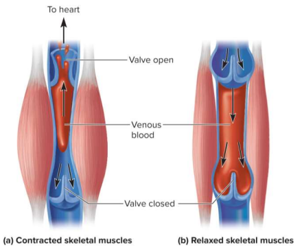 <p>Skeletal muscle pump</p>