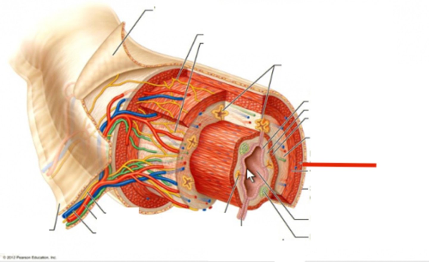 <p>muscle layer (red on diagram)</p><p>- 2 layers of smooth muscle</p><p>- myenteric nerve plexus</p>
