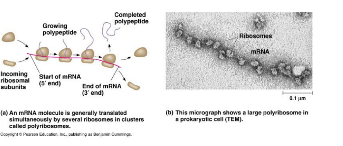 <p>Free ribosomes in the cytoplasm: bound to cytoskelten, synthesize cytoplasmic proteins</p><p></p><p>Bound to RER: external layer RER membrane, synthesize protein: membrane proteins or secreted proteins</p><p></p><p>Polyribosomes (in cluster): Cytoplasmic assemblies made up of several ribosomes (5-20 ribosomes) spaced along a single mRNA molecule.</p>