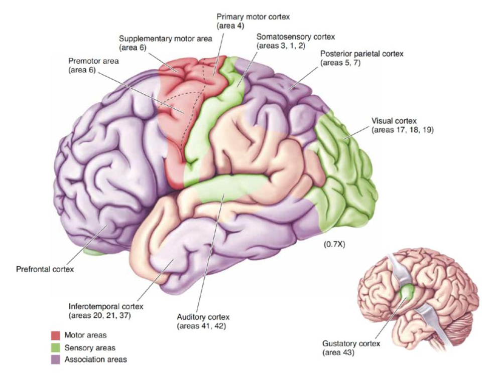 <p>1) Prefrontale cortex</p><p>2) Motorische cortex</p><ul><li><p>premotor cortex</p></li><li><p>supplementaire motorcortex</p></li></ul><p>3) Somatosensorische cortex</p><p>4) Visuele cortex</p><p>5) Auditieve cortex</p><p>6) Gustatieve cortex</p><ul><li><p>thv insula</p></li></ul><p>7) Olfactorische cortex</p>