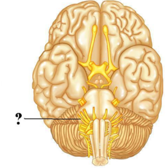 <p><span><span>Is the indicated cranial nerve sensory only, motor only, or both sensory and motor?</span></span></p>