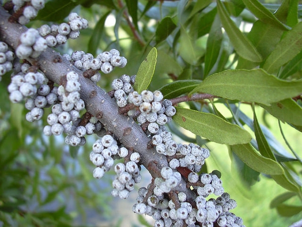 Southern waxmyrtle