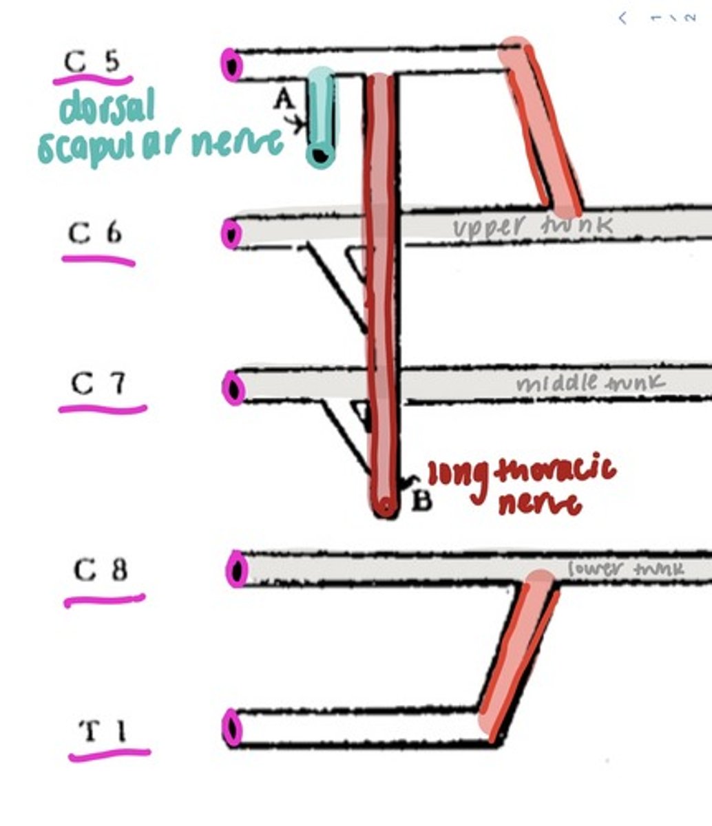 <p>1. dorsal scapular nerve</p><p>2. long thoracic nerve</p>