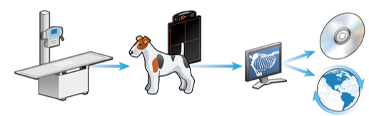 <p>The stages of direct and indirect digital radiography </p>