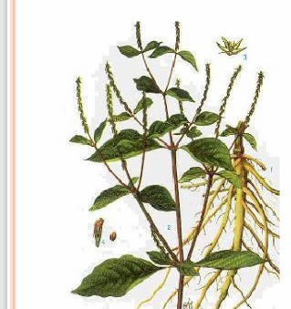 <p><strong>Achyranthes bidentata</strong></p><p>họ Rau dền (Amaranthaceae)</p>