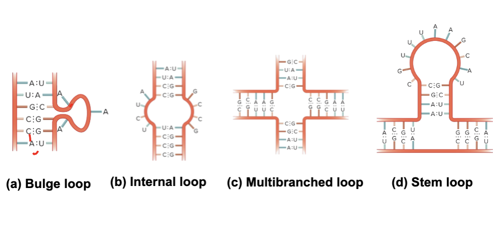 <ul><li><p>Bulge loop</p></li><li><p>Internal loop</p></li><li><p>Multibranched loop</p></li><li><p>Stem loop</p></li></ul><p></p>