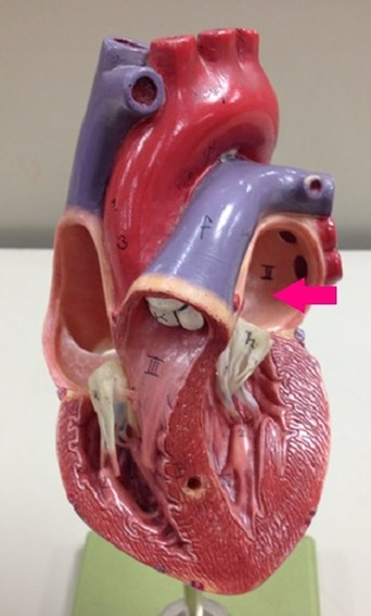 <p>Identify the chamber.</p>