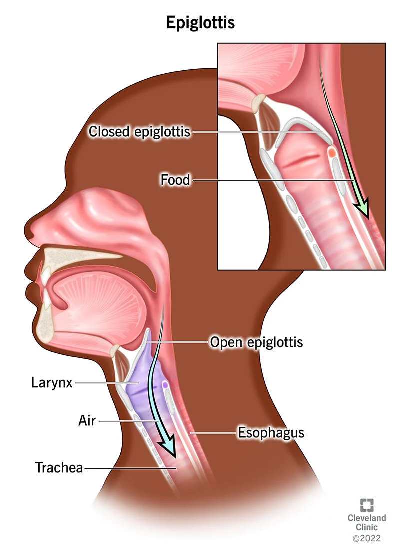 <p>Breathing tube</p>
