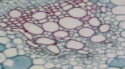 <p>Transports water and minerals from roots.</p>