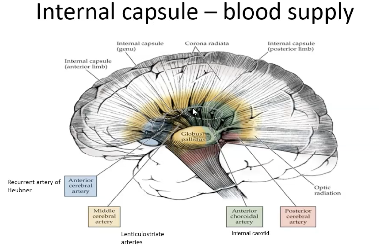 <ul><li><p>Anterior Limb</p><ul><li><p>Anterior cerebral artery</p></li></ul></li><li><p>Genu Limb</p><ul><li><p>Middle cerebral artery</p></li></ul></li><li><p>Posterior Limb</p><ul><li><p>Anterior choroidal artery supply by internal carotids </p></li></ul></li></ul><p></p>