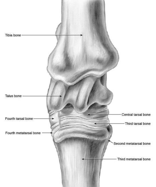 <p>what are the bones of the tarsus</p>