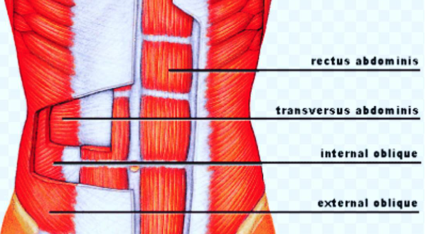 <p>Abdominals Group</p>