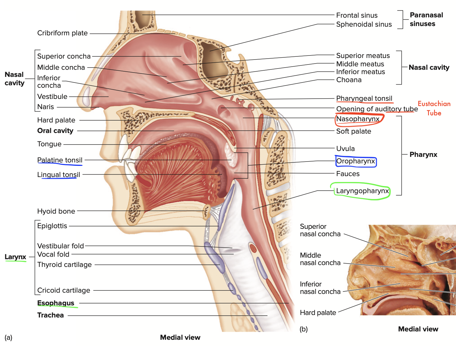 <p>What structures does the laryngopharynx open into?</p>