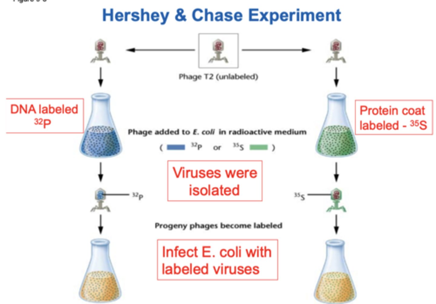 <p>-DNA labeled 32P</p><p>-protein coat labeled 35S</p><p>-viruses were isolated</p><p>-infect E. coli w labeled viruses</p>