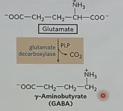 <p>GABA is a _ NT</p>