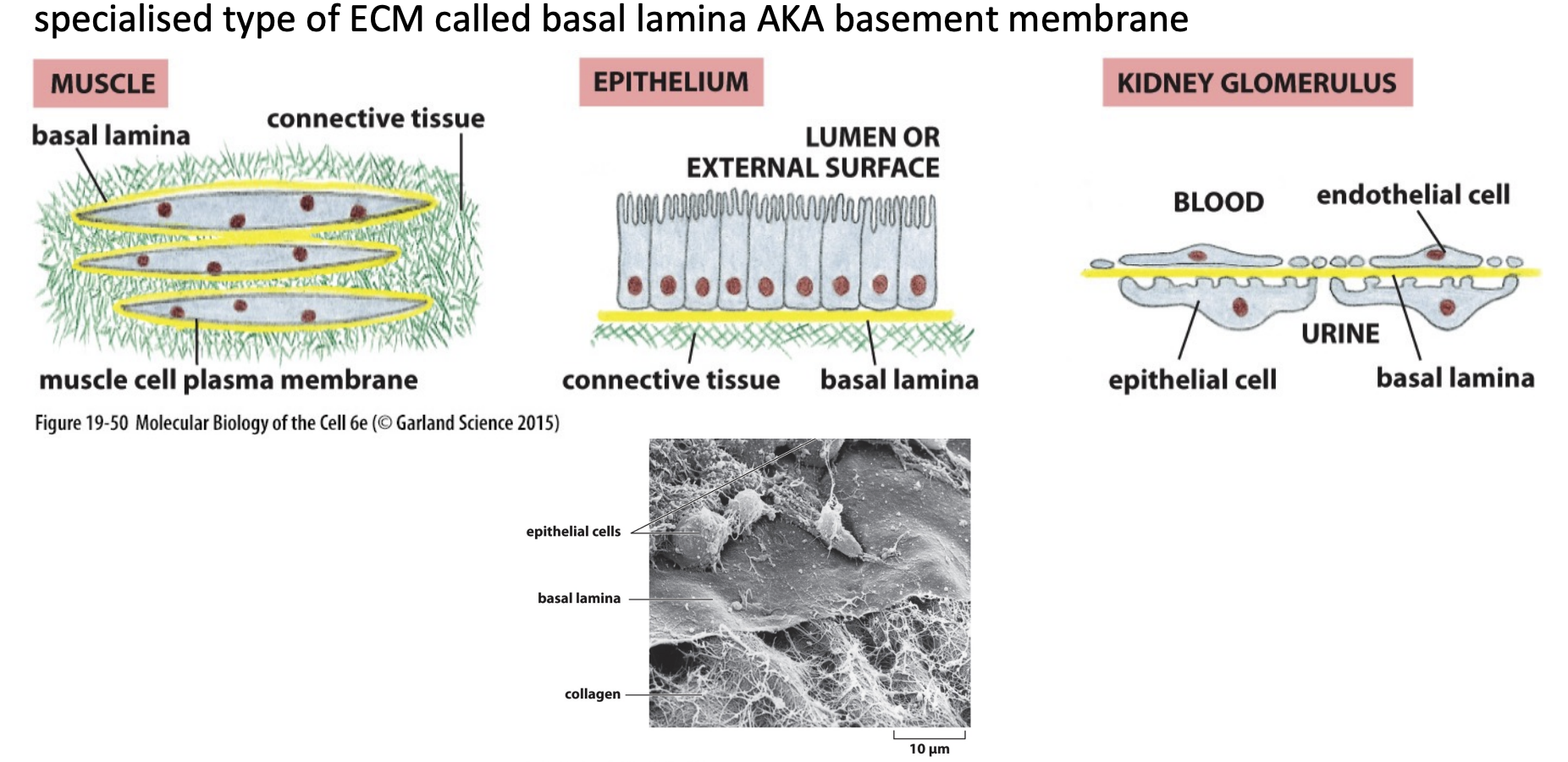 <p>Laminin and type IV collagen are major components of BL</p>