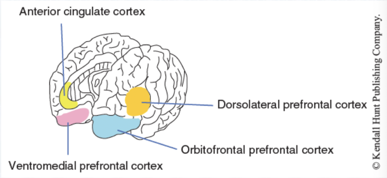 <p>Structure: Ventromedial Prefrontal Cortex</p><p>Function: Response inhibition, sustained attention, memory retrieval, shifting</p><p>Structure: <strong>Orbitofrontal Prefrontal Cortex</strong></p><p>Function: Assigning value of stimulus, integrating reward and punishment</p>