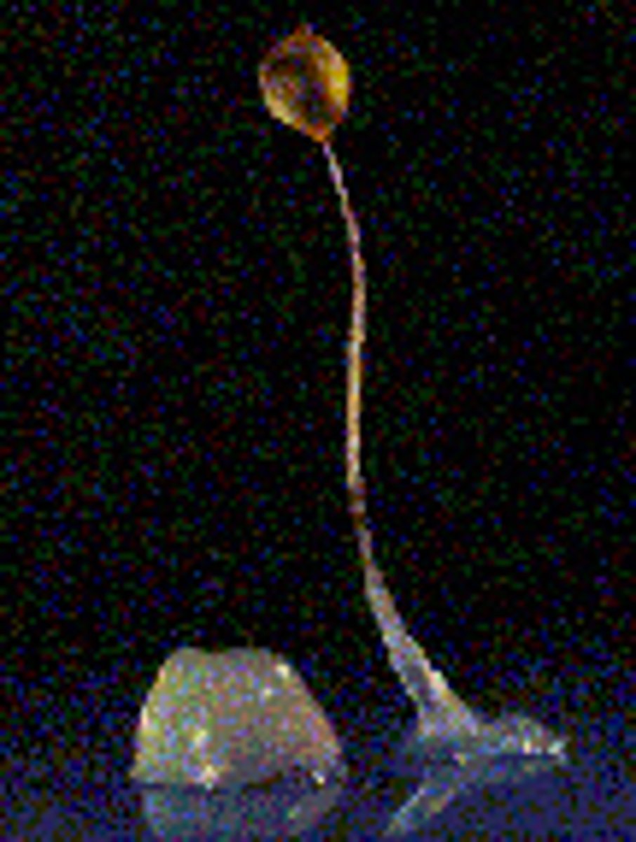 <p>a protist whose feeding stage consists of a unicellular, amoeboid organism that aggregates to form a pseudoplasmodium during reproduction</p>