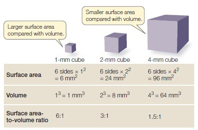 <p>The surface to volume ratio of a cell limits</p>