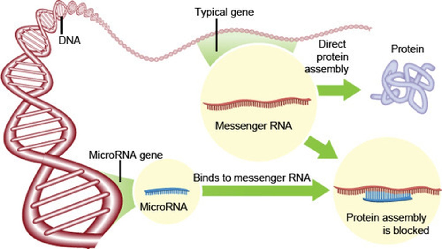 <p>The function of miRNA is to silence mRNA via complementary base pairing.</p>