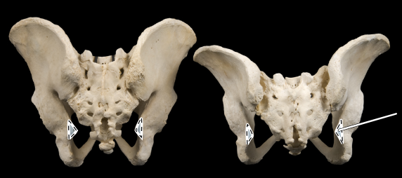 <p>Articulated male (at left) and female (at right) pelves, posterior view</p>