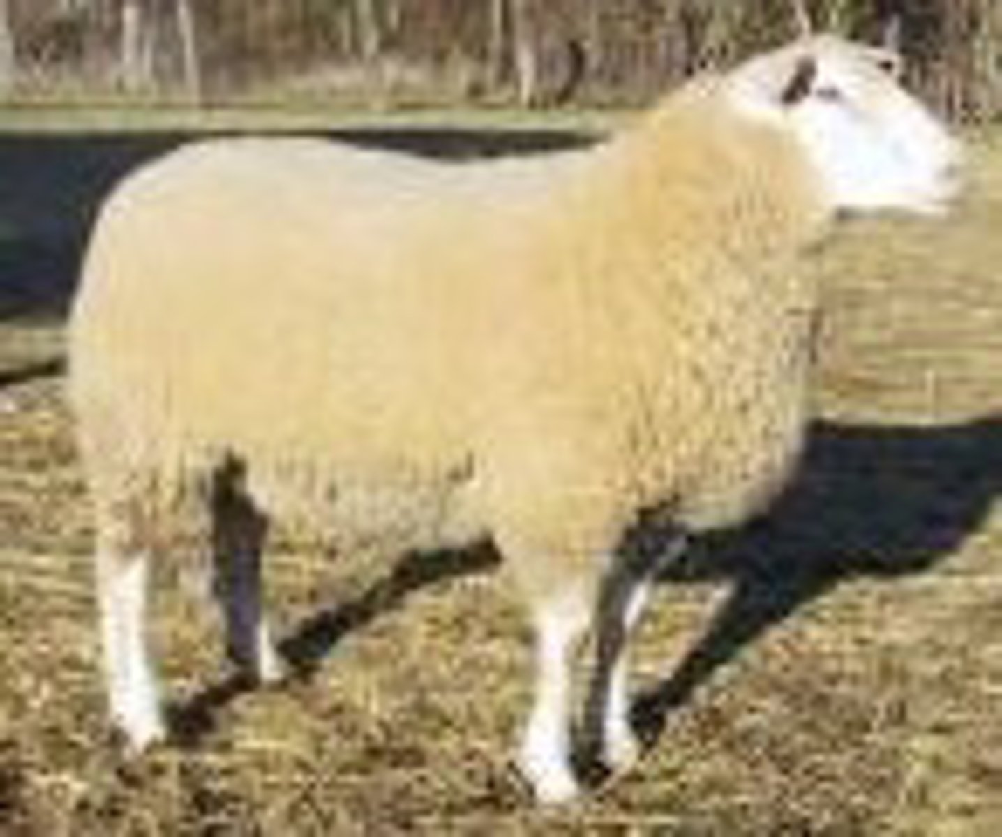 <p>low and round rump, turtlenecking, horizontal ears, intensive , meat</p>