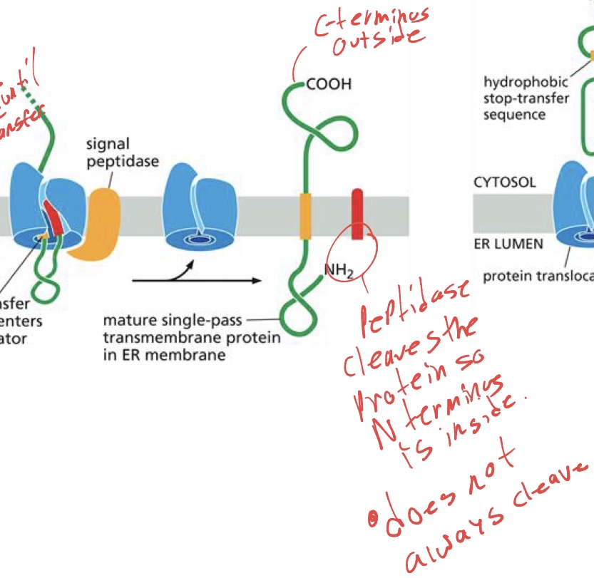 <p>the signal peptidase can come and cleave the protein at N- terminus, so that the N-terminus end hangs inside of ER. </p>