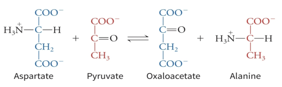 <p>What type of reaction is the following:</p><p>Pyruvate + CO<sub>2</sub> + ATP + H<sub>2</sub>O → Oxaloacetate + ADP + P<sub>i</sub> </p>