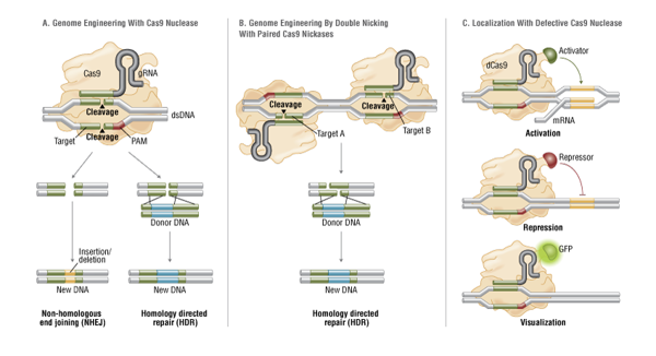 <p>CRISPR/Cas9 Applications: </p><p><span>A)Introduction of a dsDNA break can lead to gene_______or replacement.</span></p><p><span>B)More complex gene replacement can be achieved with______strategy using a Cas9 mutant.</span></p><p><span>C)_______fusion proteins can be specifically targeted and used for a variety of purposes.</span></p>