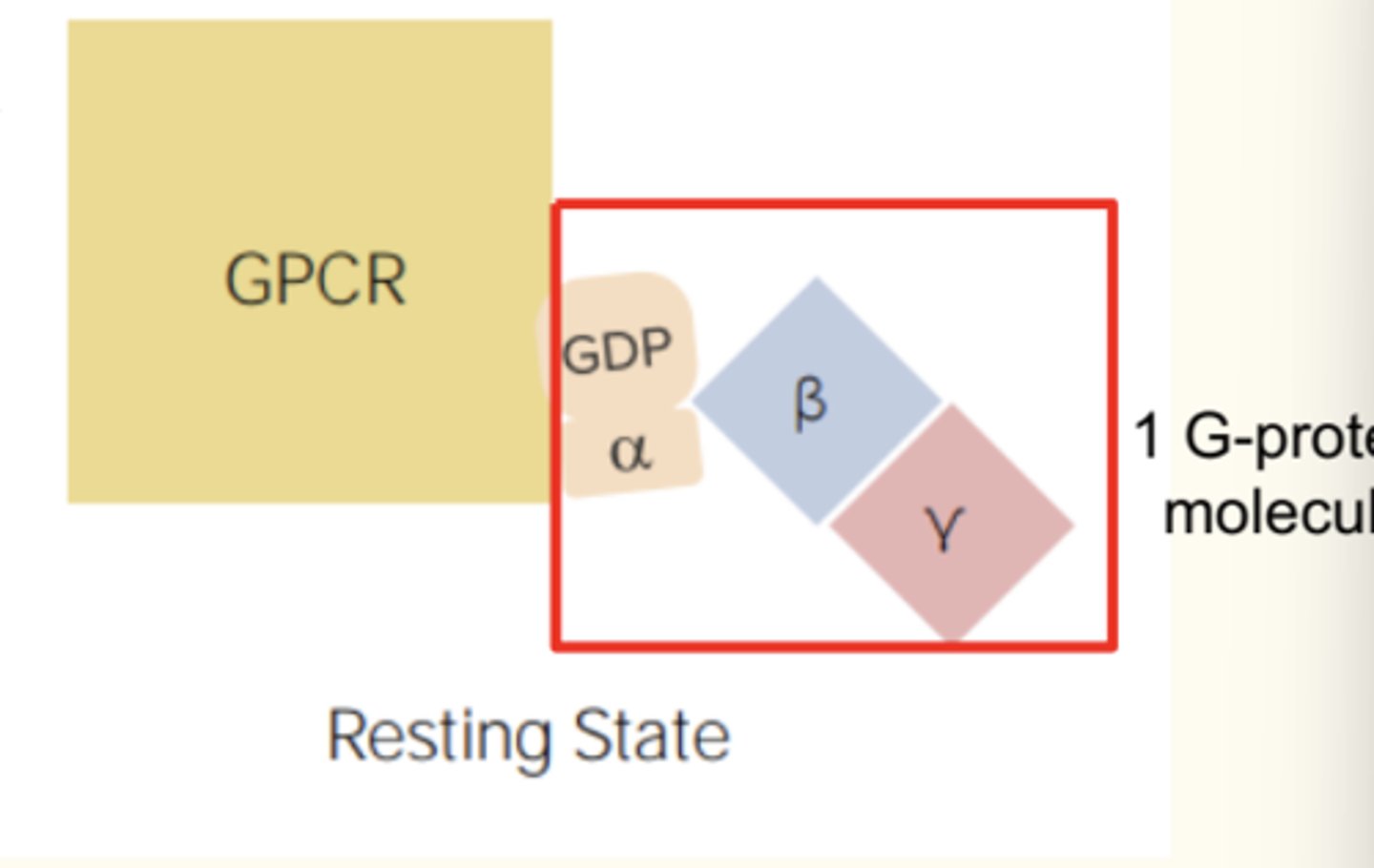 <p>Guanine nucleotides (GDP and GTP)</p><p>- They are heterotrimeric in structure - alpha, beta, and gamma subunits</p><p>• They bind to GPCRs (G-protein coupled receptors)</p>