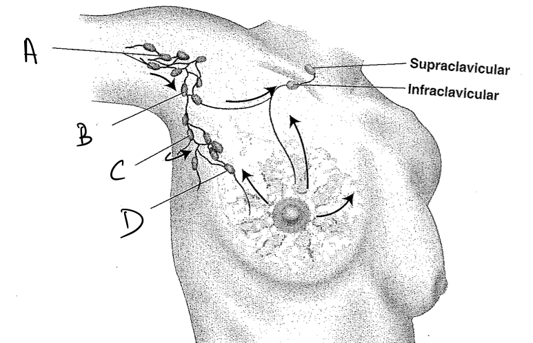 <p>Which lymph nodes is palpable?</p>