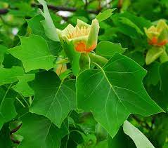 <p>Tulip Tree</p>