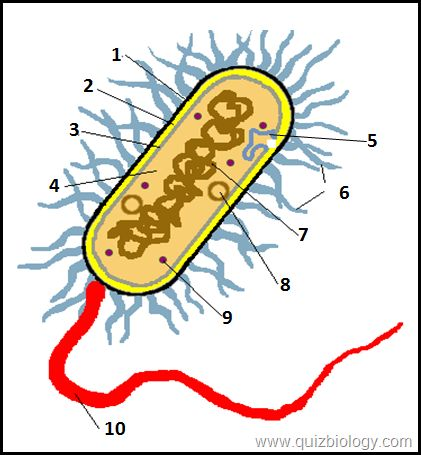 <p>what is label 10 </p>